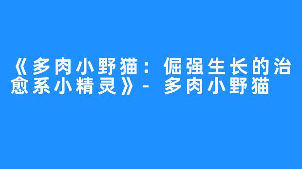 《多肉小野猫:倔强生长的治愈系小精灵》-多肉小野猫